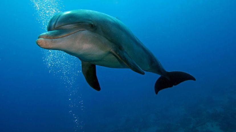 Bottlenose dolphin