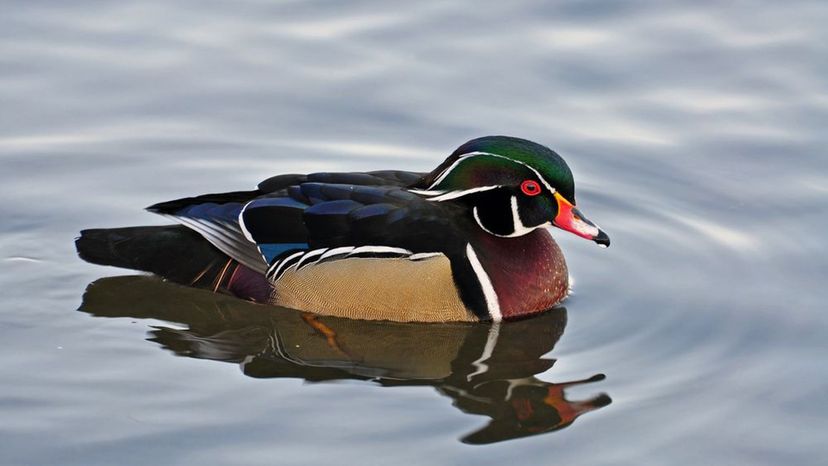 Wood Duck