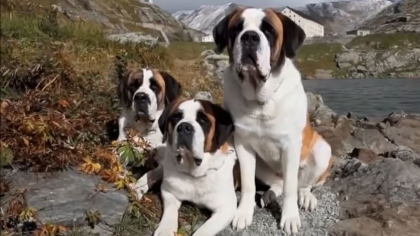 24 Saint Bernard