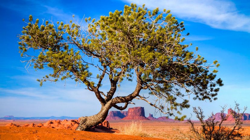 34 Juniper GettyImages-167171875
