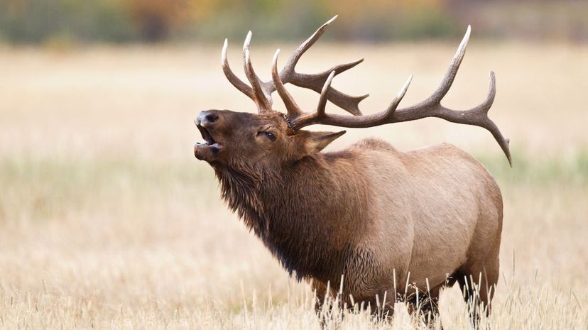 Elk