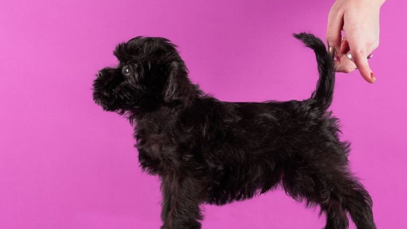 Affenpinscher