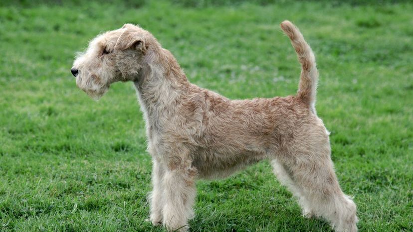 Lakeland terrier