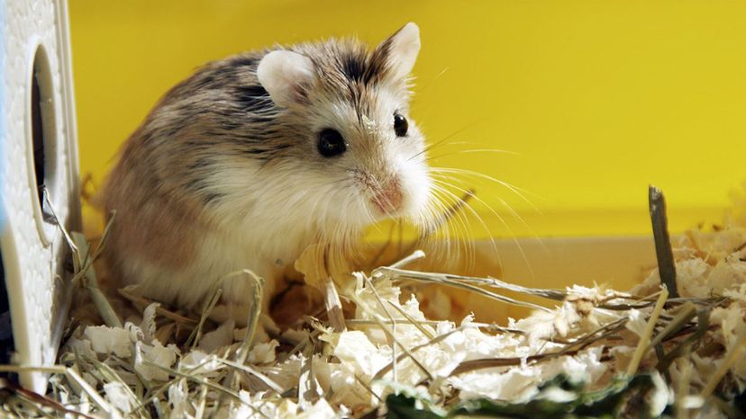 Roborovski Hamster