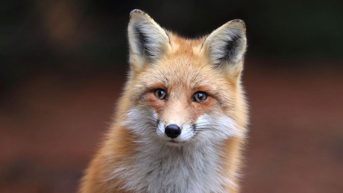 are foxes smarter than dogs