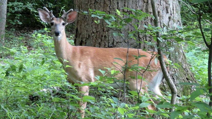 White-tailed Deer