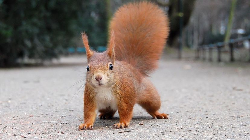 Red Squirrel