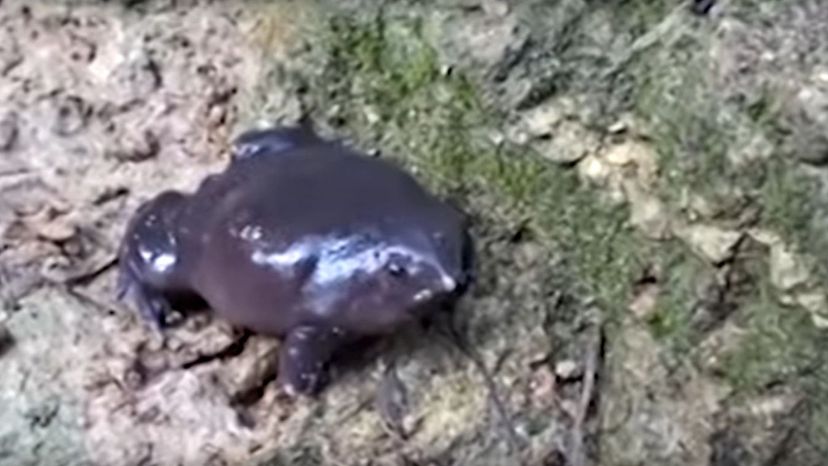 Purple Frog