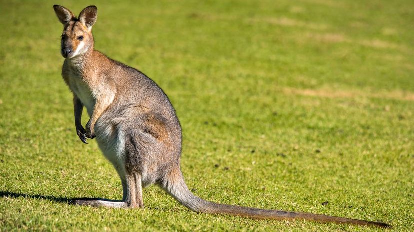 Wallaby