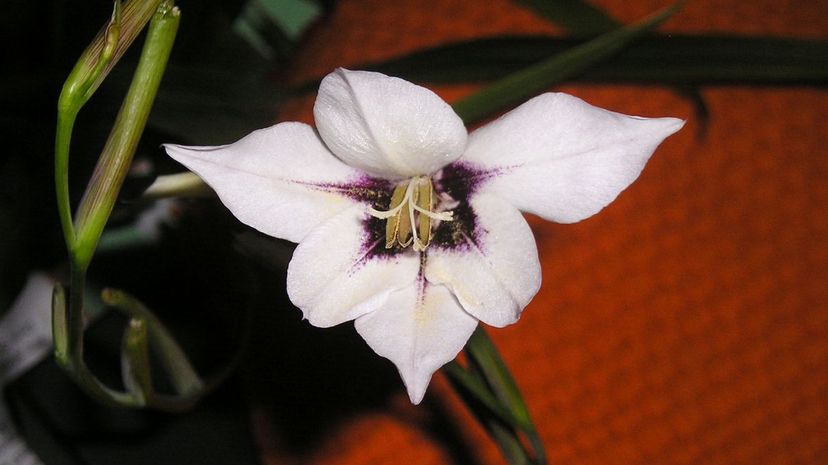 Gladiolus callianthus Murielae