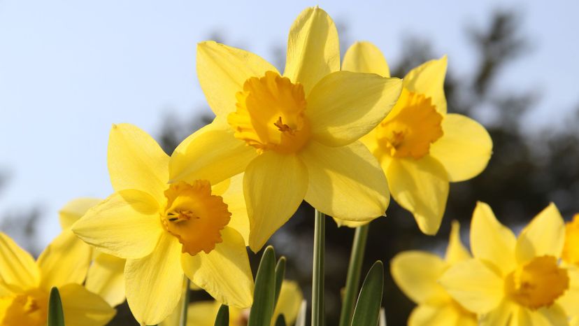 Daffodils