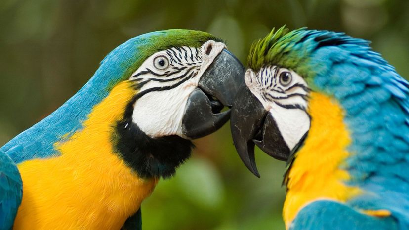 Macaws