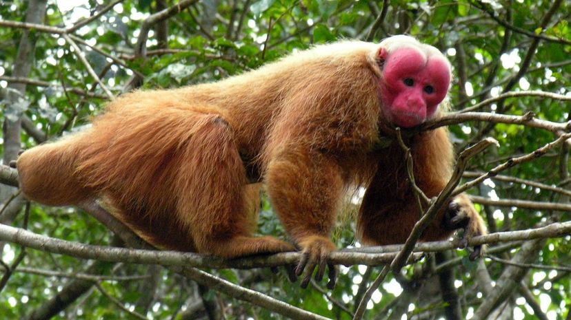 Uakari