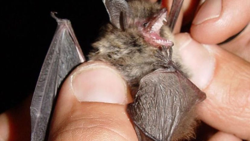 Whiskered bat