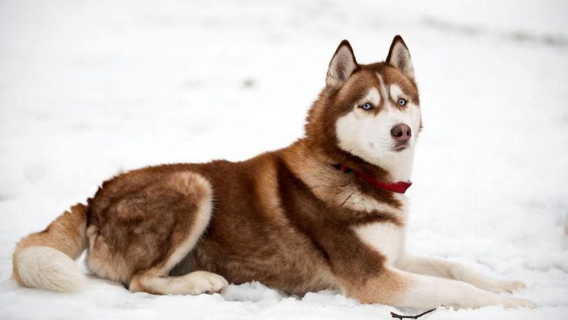 Siberian Husky