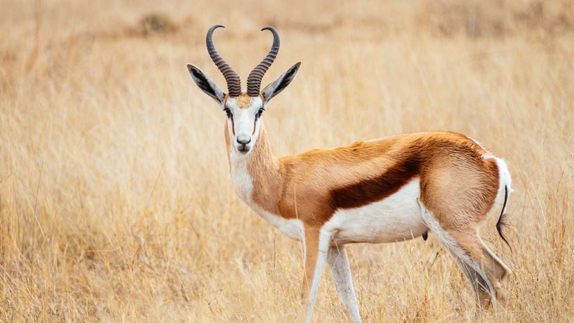 Springbok Deer