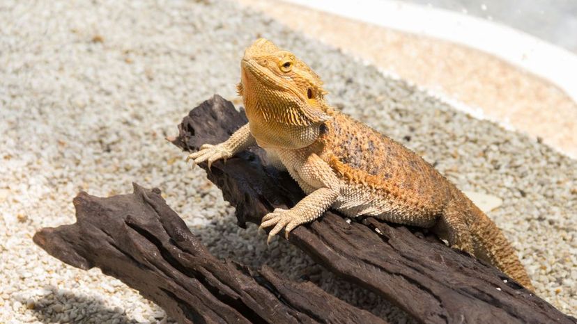 Bearded Dragon