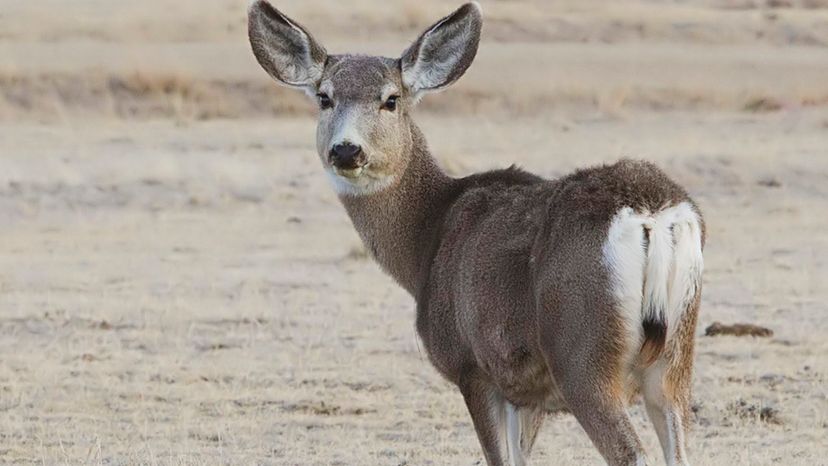 Mule deer