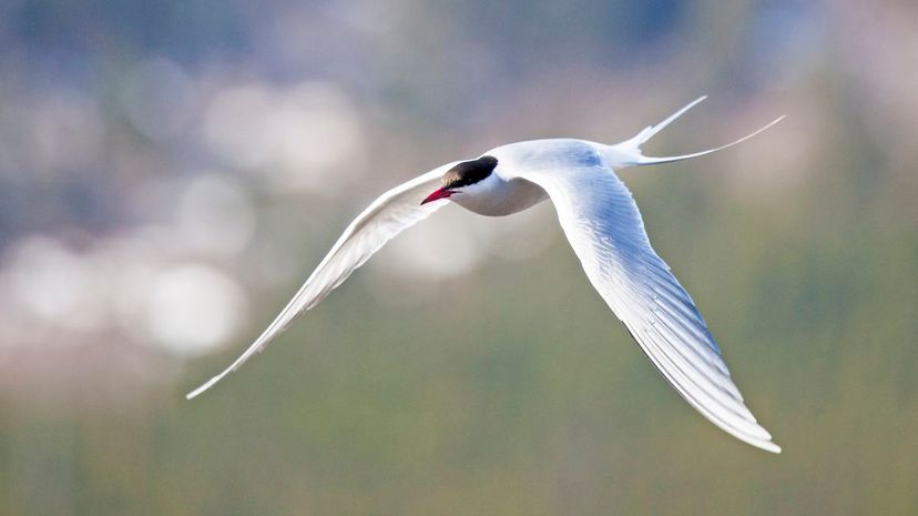 Arctic tern