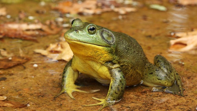 American Bullfrog