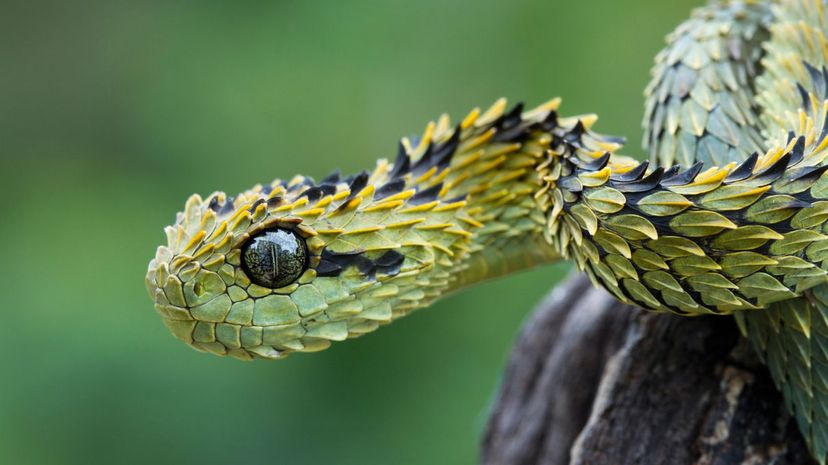 Hairy bush viper