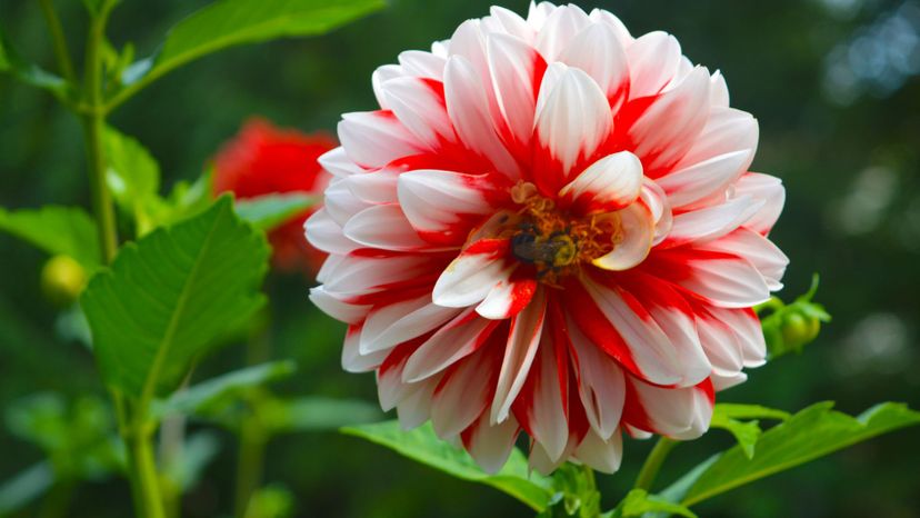 9 Dahlia GettyImages-1049465732