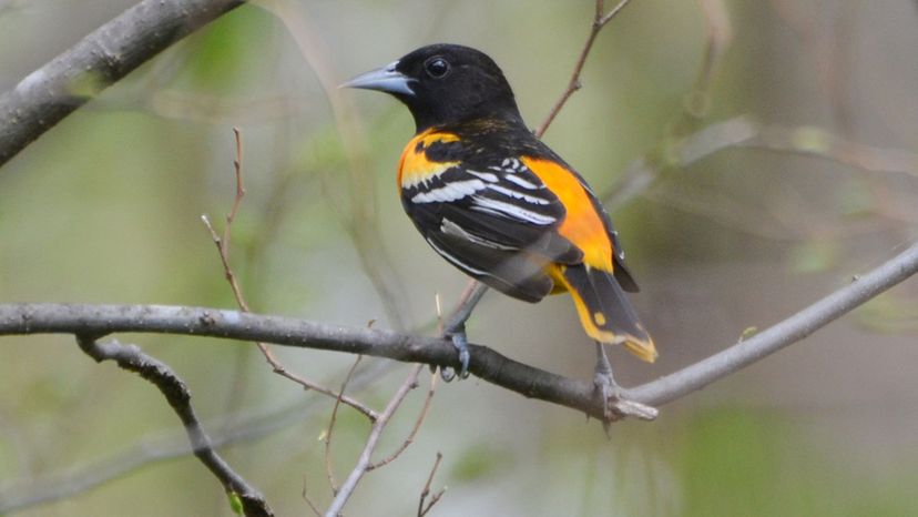 Baltimore Oriole