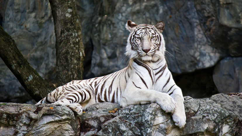 White Tiger animal