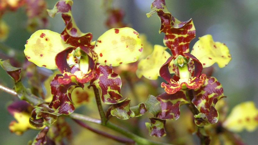Cowhorn cigar orchid