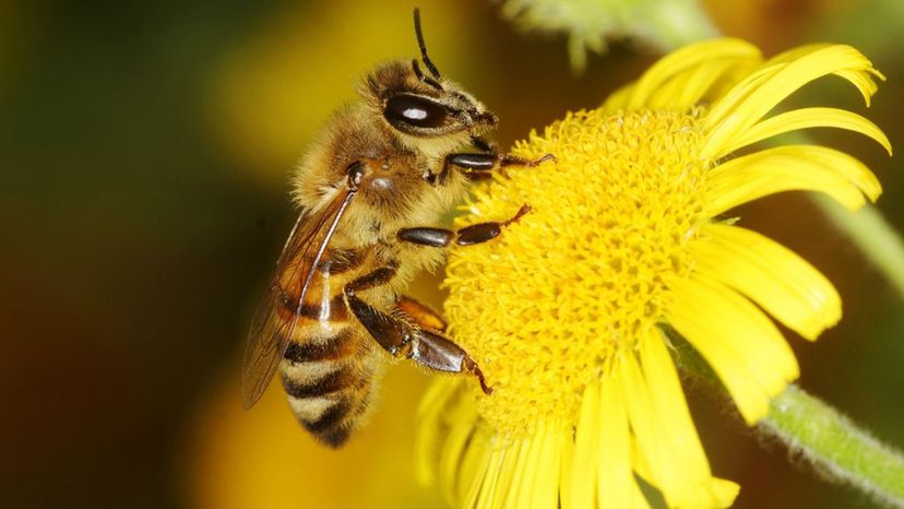 Honey Bee