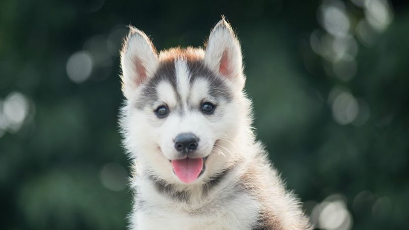 Husky