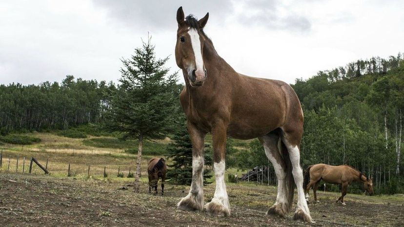 Clydesdale Horse