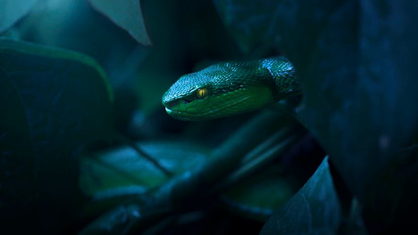 How Much Do You Think You Know About Snakes?