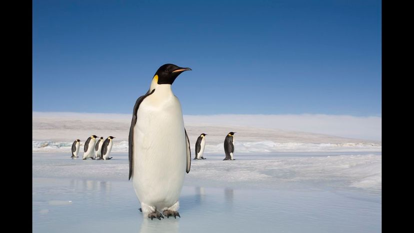 Emperor penguin