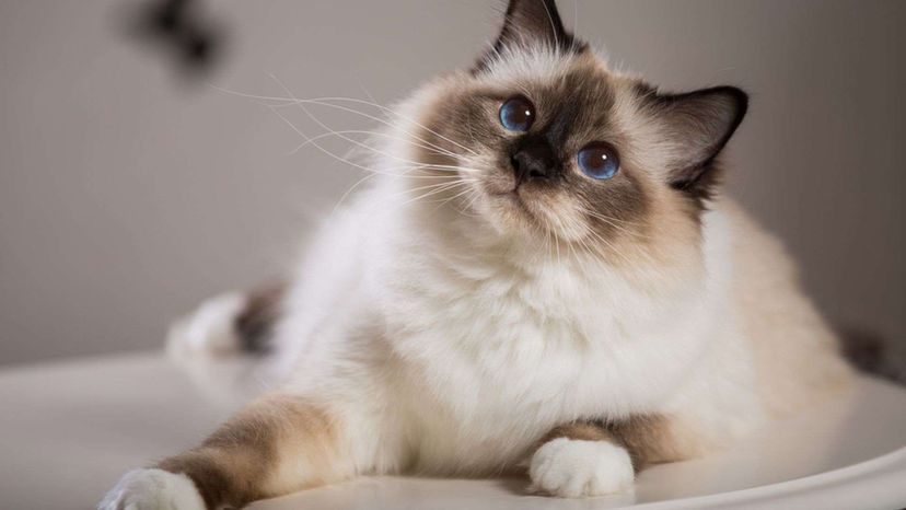 Birman cat