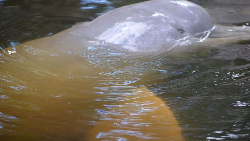 Amazon River Dolphin