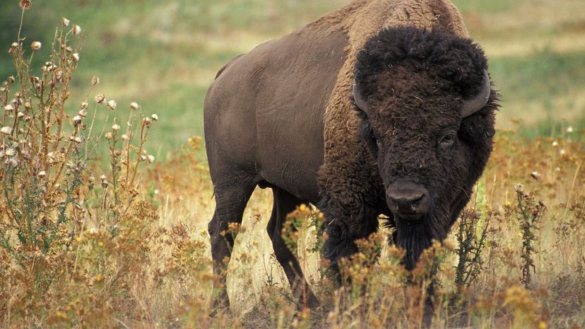 Bison