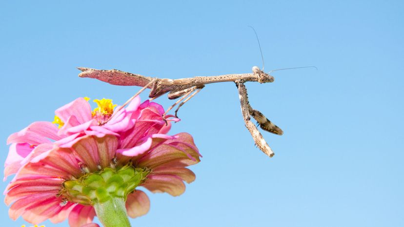 Carolina Mantid