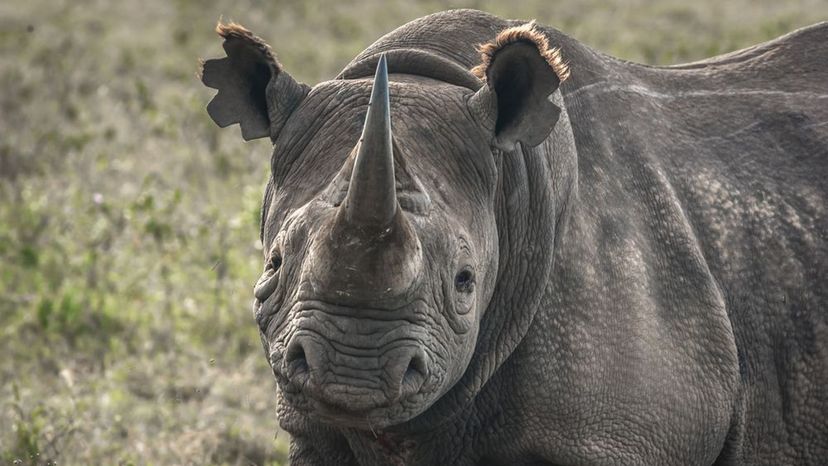 Black Rhino