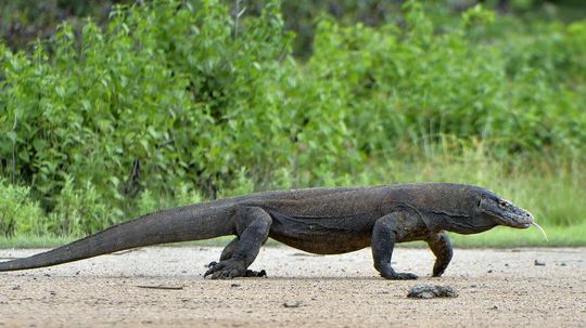 93% of People Can't Name All of These Dangerous Reptiles from an Image. Can You?