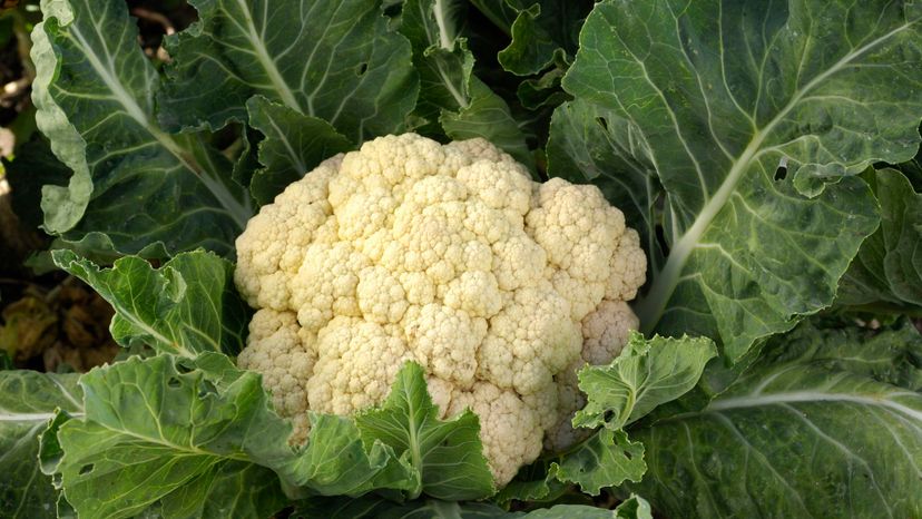 26 Cauliflower GettyImages-157379695