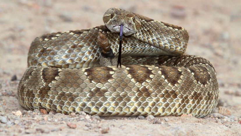 Mojave Rattlesnake