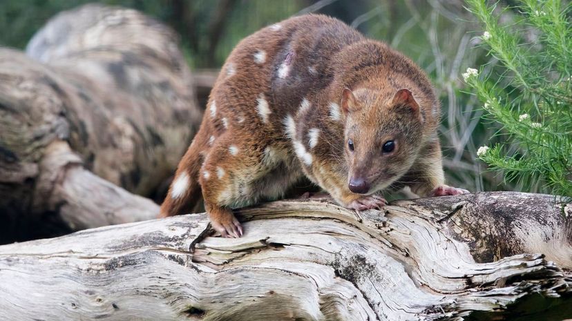 A tiger quoll