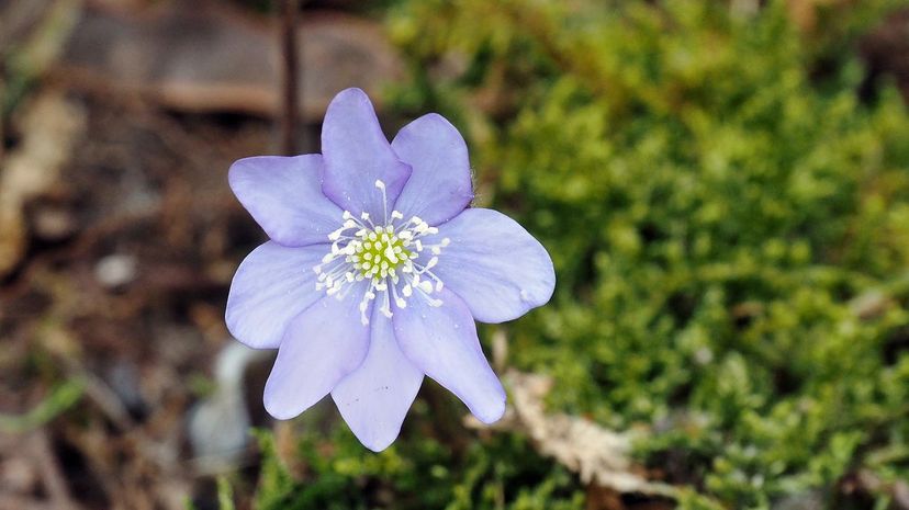 Hepatica