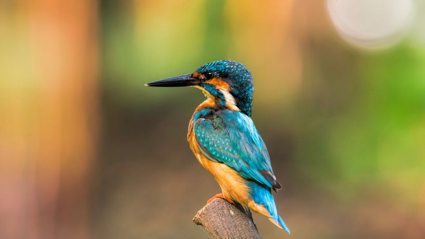 Kingfisher