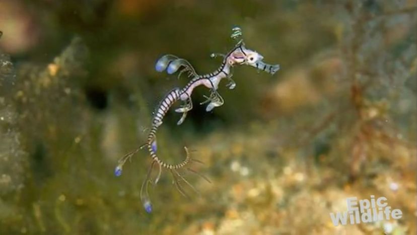 Leafy sea dragon 