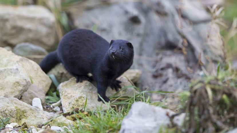 American Mink