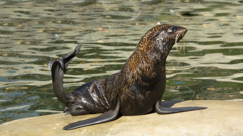 Northern Fur Seal