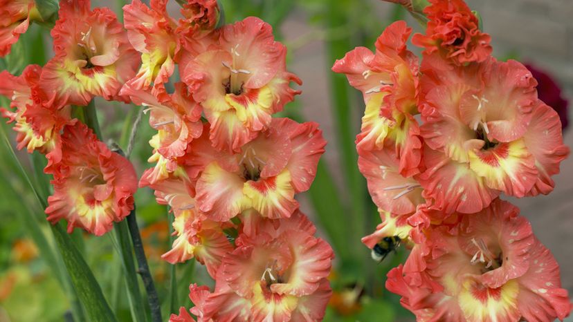 Gladioli