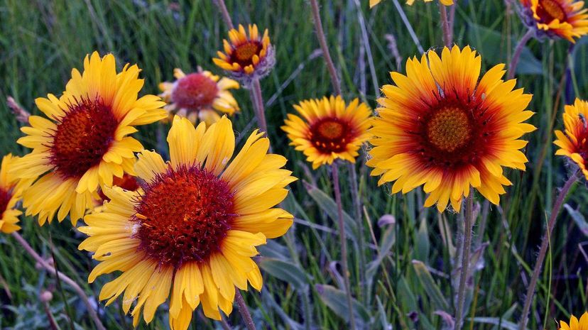 Blanket Flower